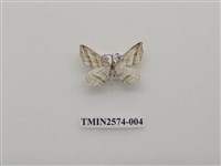 藏品(尺蛾83)的圖片